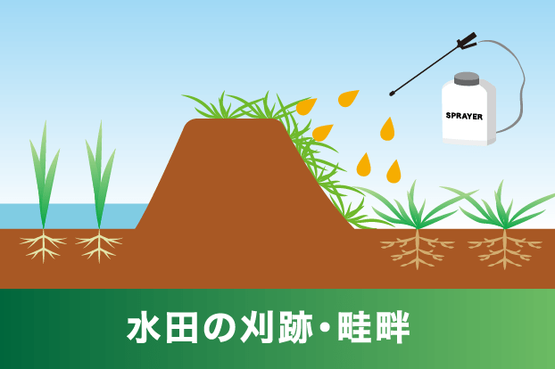 水田の刈跡・畦畔