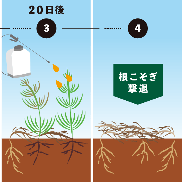 20日後→根こそぎ撃退