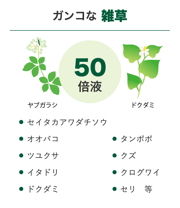 ガンコな雑草　50倍液